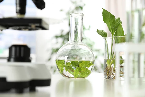 Artículos de vidrio de laboratorio con plantas en la mesa. Química biológica —  Fotos de Stock