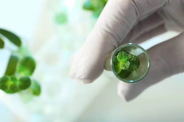 Lab assistant holding green plant in tube on blurred background, closeup with space for text. Biological chemistry
