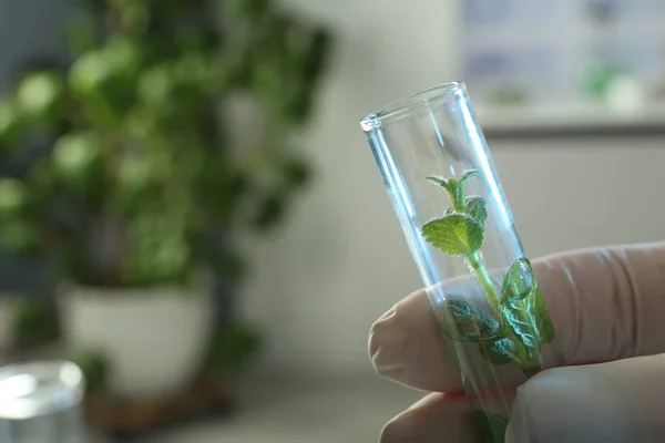 Lab assistant holding green plant in tube on blurred background, closeup with space for text. Biological chemistry