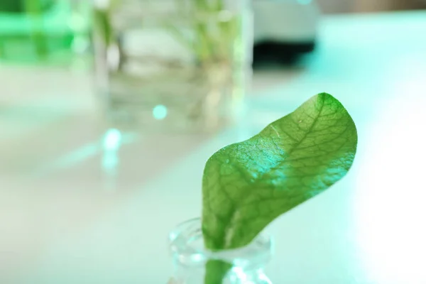 Groene blad in glaswerk op onscherpe achtergrond, close-up. Plant chemie — Stockfoto