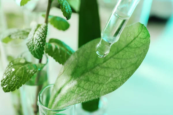 Líquido claro que cae de la pipeta en la hoja contra el fondo borroso, primer plano. Química vegetal —  Fotos de Stock