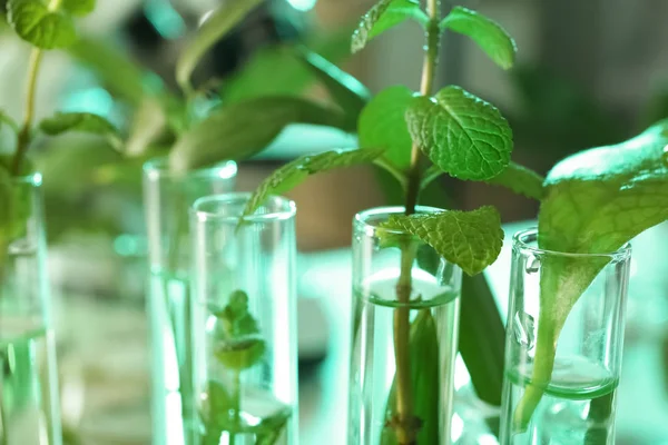 Plantas verdes em tubos de ensaio sobre fundo turvo, fechar com espaço para texto. Química biológica — Fotografia de Stock