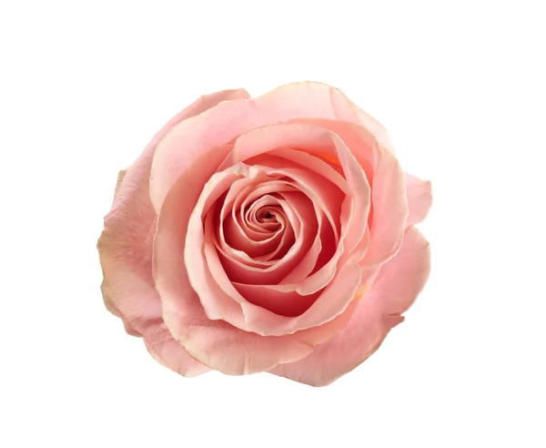 Прекрасна рожева троянда на білому тлі, вид зверху. Ідеальний подарунок — стокове фото