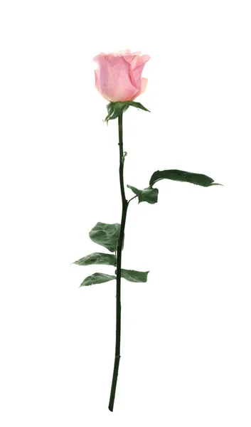 Розовая роза на белом фоне. Искусственный подарок — стоковое фото