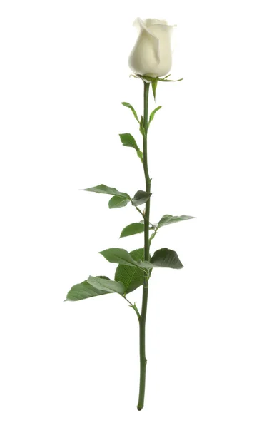 Schöne frische Rose auf weißem Hintergrund. perfektes Geschenk — Stockfoto