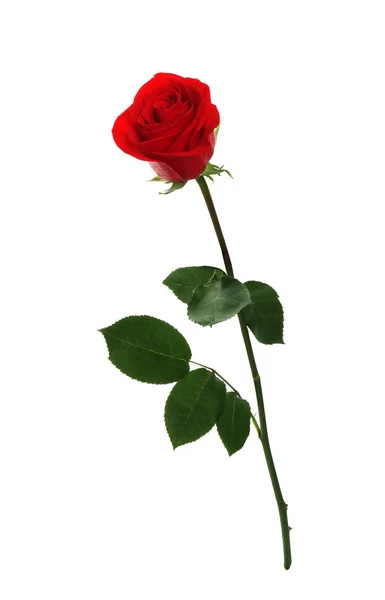 Hermosa rosa roja sobre fondo blanco. Regalo perfecto —  Fotos de Stock