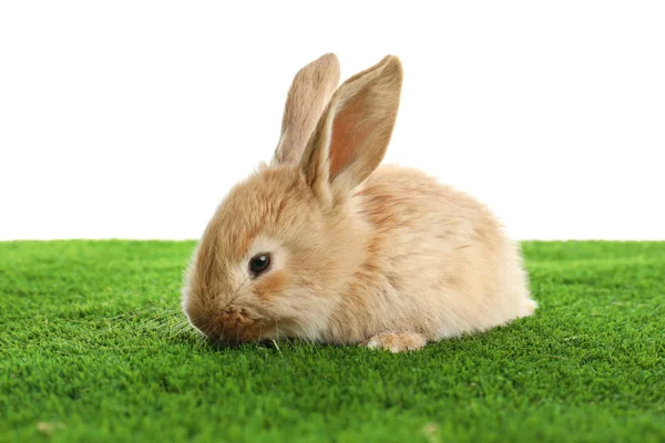 흰색 배경에 녹색 잔디에 사랑 스러운 모피 부활절 토끼 — 스톡 사진