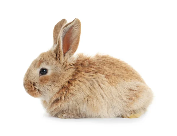 Очаровательный пушистый пасхальный кролик на белом фоне — стоковое фото