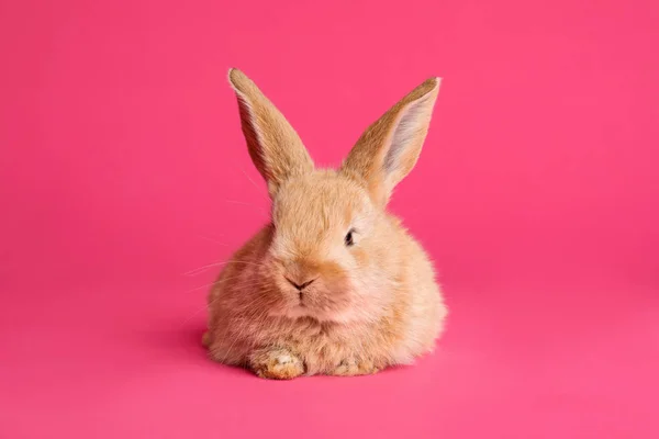 Adorável peludo coelho de Páscoa no fundo de cor — Fotografia de Stock