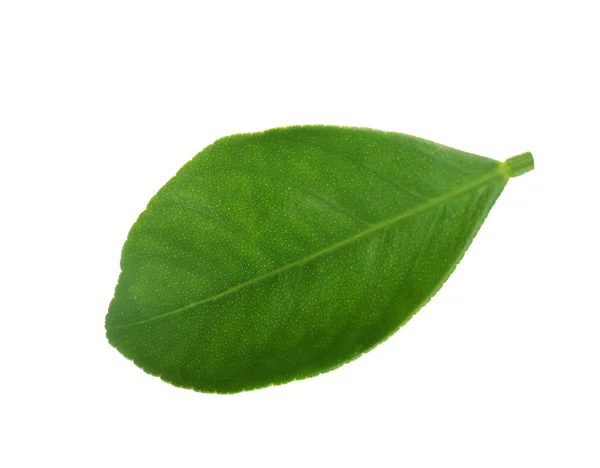 Folha de laranja verde fresco isolado no branco — Fotografia de Stock