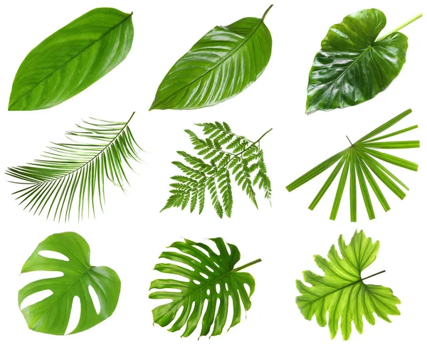 Set aus verschiedenen frischen tropischen Blättern auf weißem Hintergrund — Stockfoto