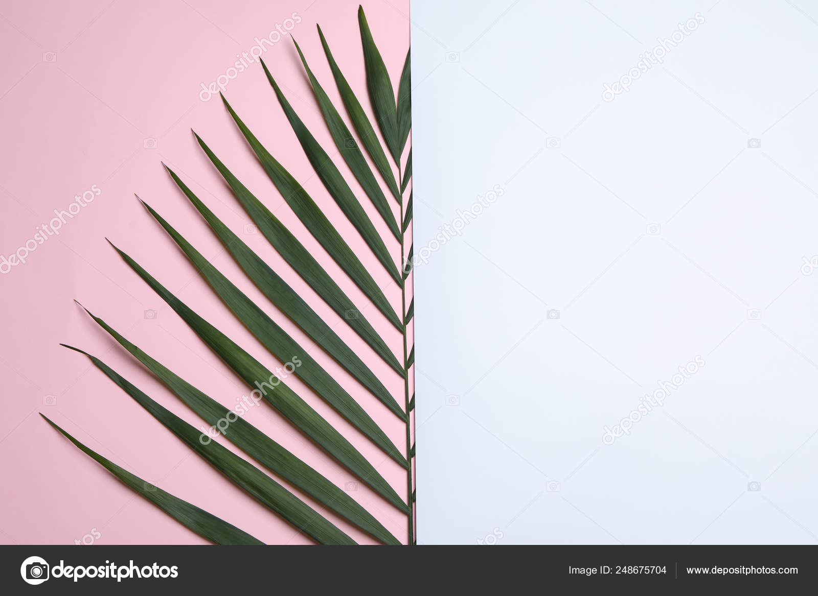 熱帯のヤシの木 背景色 テキストのためのスペースを持つトップ ビューに空白カードの葉 ストック写真 C Newafrica