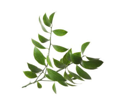 Yapraklarla üzerine beyaz izole tropikal bitki narenciye Şubesi