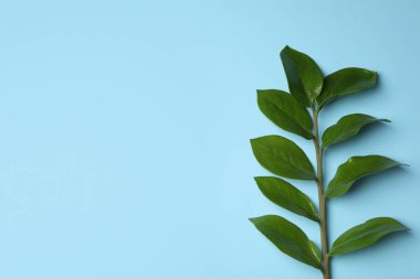 Tropikal zamioculcas bitki yaprakları renk arka plan, üstten görünüm ile dalı. Metin için yer