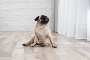 Katta kapalı mutlu sevimli pug köpek