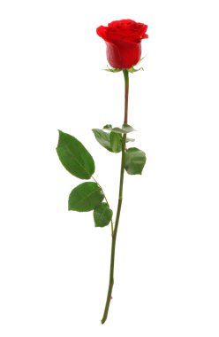 Güzel kırmızı beyaz zemin üzerine yükseldi. Mükemmel bir hediye