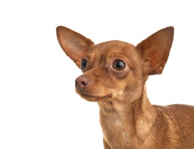 Beyaz izole şirin oyuncak korkunç. Yerli köpek