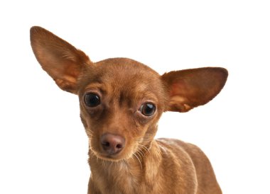 Beyaz izole şirin oyuncak korkunç. Yerli köpek