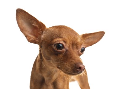Beyaz izole şirin oyuncak korkunç. Yerli köpek