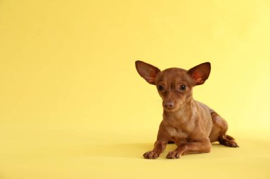 Şirin oyuncak korkunç renk arka plan, metin için yer. Yerli köpek