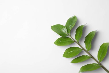 Beyaz arka planda yaprakları olan tropikal zamioculcas bitki dalı
