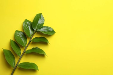 Tropikal zamioculcas bitki yaprakları renk arka plan, üstten görünüm ile dalı. Metin için yer