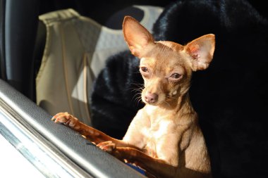 Şirin oyuncak korkunç araba pencereden dışarı bakıyor. Yerli köpek