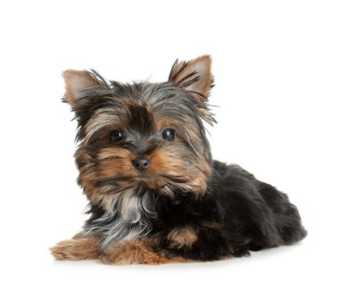 Beyaz arka plan üzerinde sevimli Yorkshire terrier köpek yavrusu. Mutlu köpek