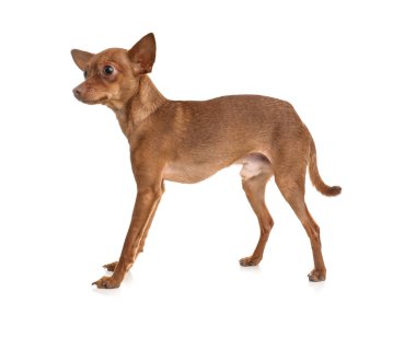 Beyaz izole şirin oyuncak korkunç. Yerli köpek