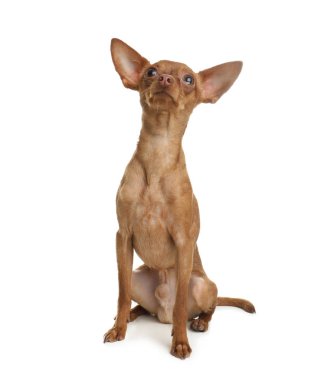 Beyaz izole şirin oyuncak korkunç. Yerli köpek