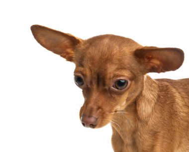 Beyaz izole şirin oyuncak korkunç. Yerli köpek