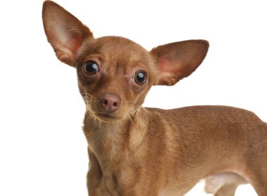 Beyaz izole şirin oyuncak korkunç. Yerli köpek