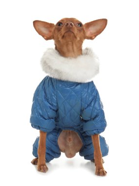 Şirin oyuncak korkunç sıcak giysiler üzerinde beyaz izole. Yerli köpek