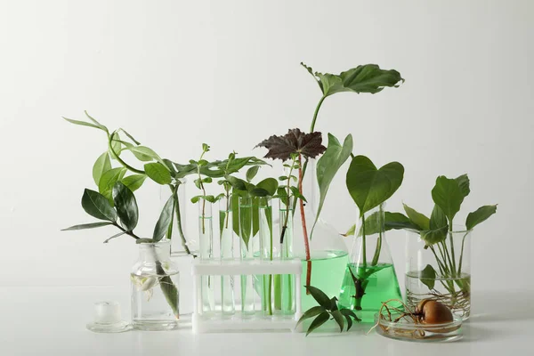 Vidrio de laboratorio con plantas sobre fondo blanco. Concepto químico — Foto de Stock