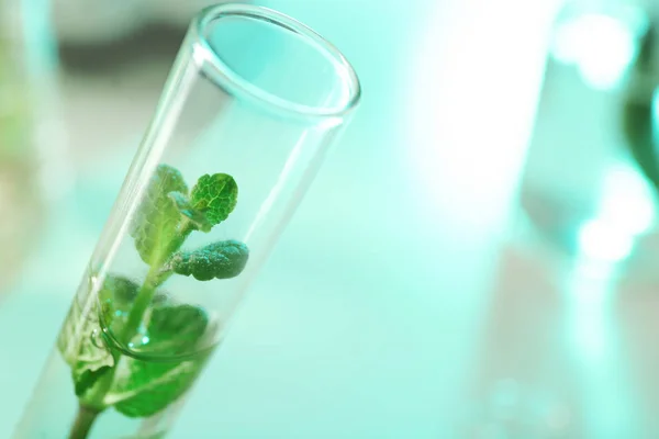 Green plant in test tube on blurred background, closeup. Biological chemistry