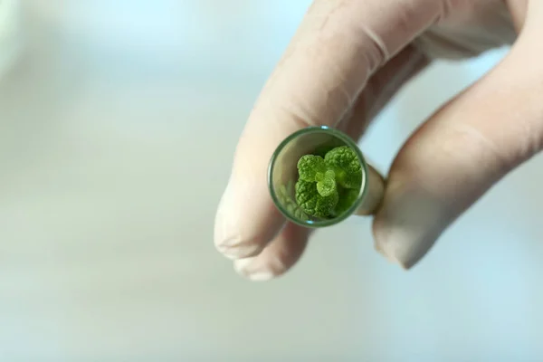 Assistant de laboratoire tenant la plante verte dans un tube à essai sur fond flou, gros plan avec espace pour le texte. Chimie biologique — Photo