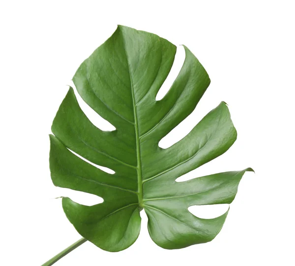 Folha de planta monstera tropical isolada sobre branco — Fotografia de Stock