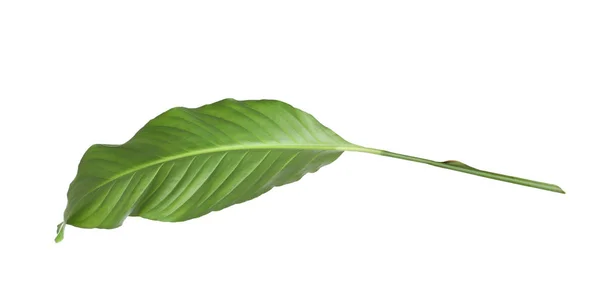 Folha de planta de espatífilo tropical isolada em branco — Fotografia de Stock