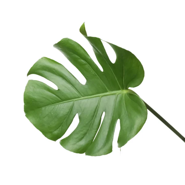 在白色查出的热带怪物植物叶子 — 图库照片