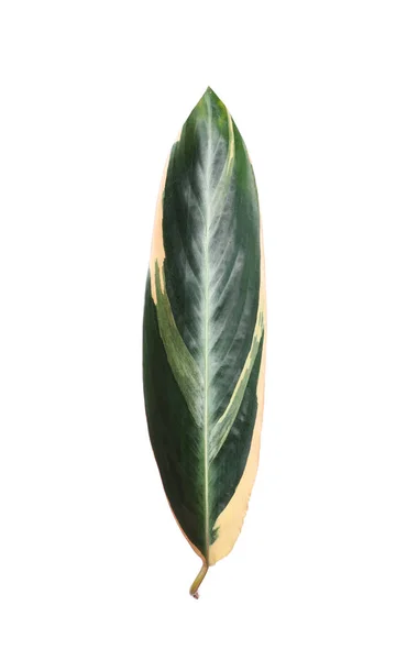 Levél a trópusi stromanthe növényi, elszigetelt fehér — Stock Fotó