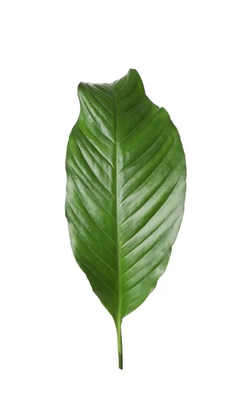 Leaf of tropical spathiphyllum plant isolated on white — Stock Photo, Image