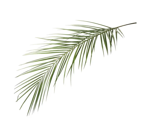 Hoja de palmera tropical aislada en blanco — Foto de Stock