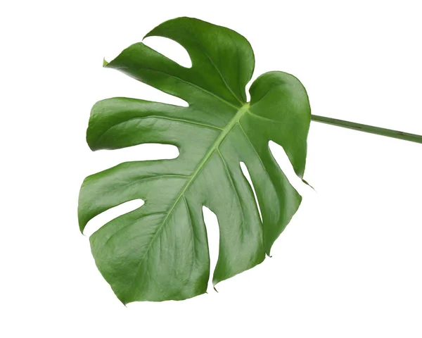 Folha de planta monstera tropical isolada sobre branco — Fotografia de Stock