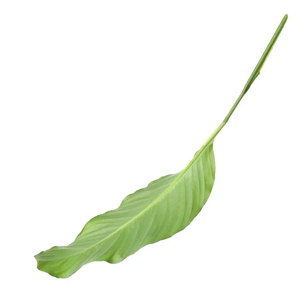 Leaf of tropical spathiphyllum plant isolated on white — Stock Photo, Image