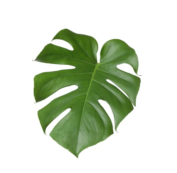 在白色查出的热带怪物植物叶子 — 图库照片
