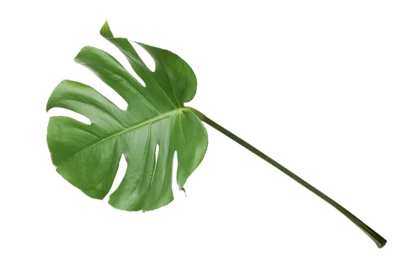 Folha de planta monstera tropical isolada sobre branco — Fotografia de Stock