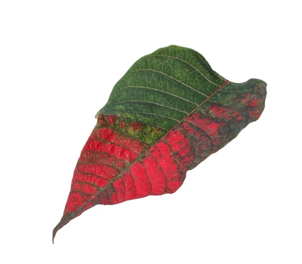 Hoja de planta de poinsettia tropical aislada sobre blanco — Foto de Stock