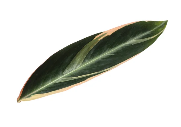 Leaf of tropical stromanthe plant isolated on white — Stock Photo, Image
