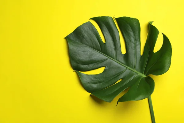 Blad van tropische monstera plant op kleur achtergrond, bovenaanzicht met ruimte voor tekst — Stockfoto