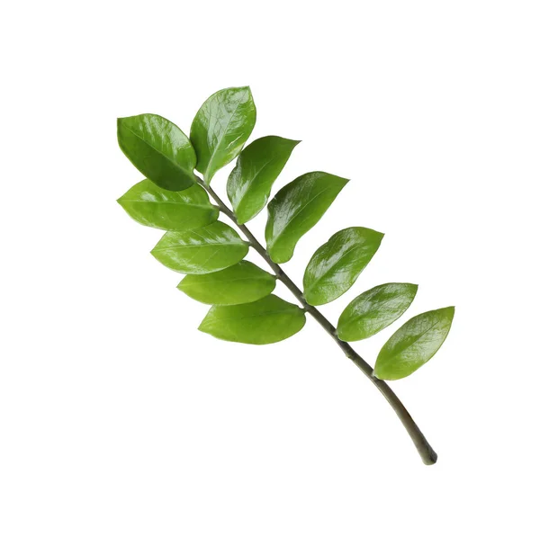 Tropiska zamioculcas växt gren med blad som isolerad på vit — Stockfoto